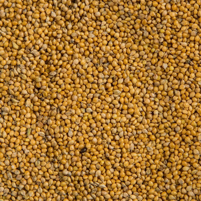 Small Golden Millet 3lbs