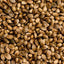 Unsterilized hemp seeds 3lbs